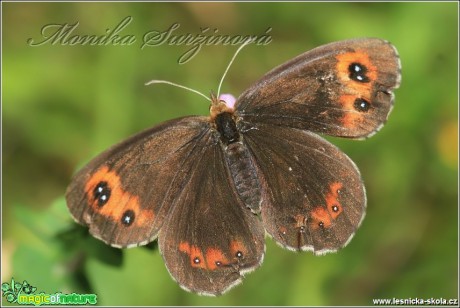 Okáč kluběnkový - Erebia aethiops - Foto Monika Suržinová