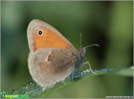 Okáč poháňkový - Coenonympha pamphilus - Foto Monika Suržinová