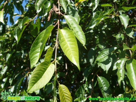 Višeň jedoská - Prunus x yedonensis ´Shidare Yoshino´ - Foto David Hlinka (1)