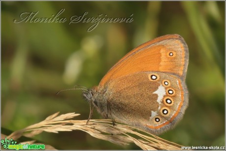 Okáč třeslicový - Coenonympha glycerion - Foto Monika Suržinová