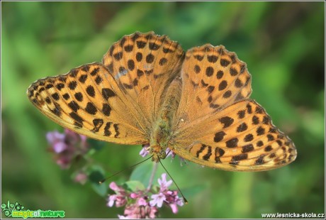 Perleťovec stříbropásek (samička) - Argynnis paphia - Foto Monika Suržinová