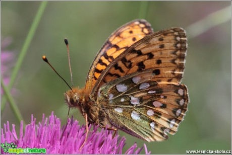 Perleťovec velký - Argynnis aglaja - Foto Monika Suržinová