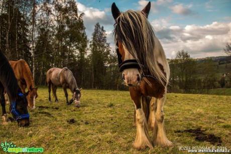 Koně na horách - Foto Jozef Pitoňák (1)