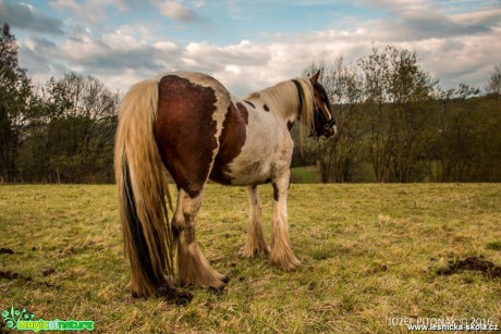 Koně na horách - Foto Jozef Pitoňák (2)