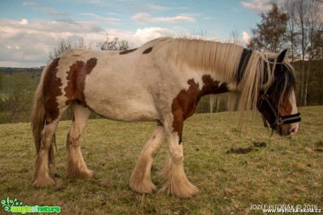 Koně na horách - Foto Jozef Pitoňák (3)