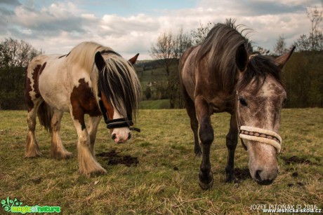 Koně na horách - Foto Jozef Pitoňák (4)