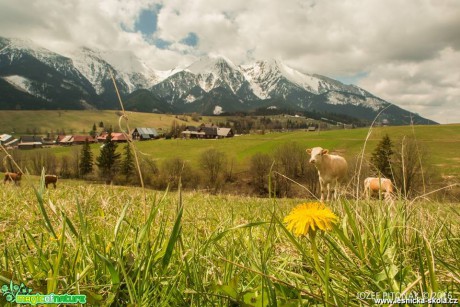 Chov skotu na horách - Foto Jozef Pitoňák (2)