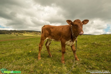 Chov skotu na horách - Foto Jozef Pitoňák (5)