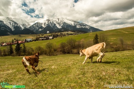 Chov skotu na horách - Foto Jozef Pitoňák (6)