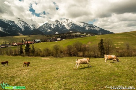 Chov skotu na horách - Foto Jozef Pitoňák (8)