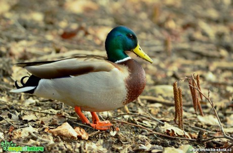 Kachna obecná - Anas platyrhynchos - Foto Dušan Sedláček (2)