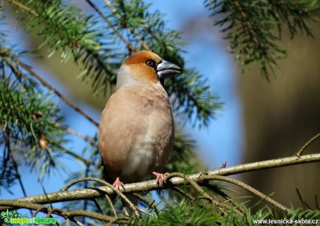 Dlask tlustozobý - Coccothraustes coccothraustes - Foto Miloslav Míšek (2)