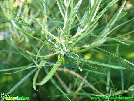 Vrba šedá - Salix elaeagnos ´Angustifolia´ - Foto David Hlinka