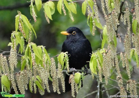 Kos černý - Turdus merula - Foto Miloslav Míšek (1)