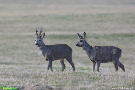 Srnec obecný - Capreolus capreolus - Foto Irena Wenischová (7)