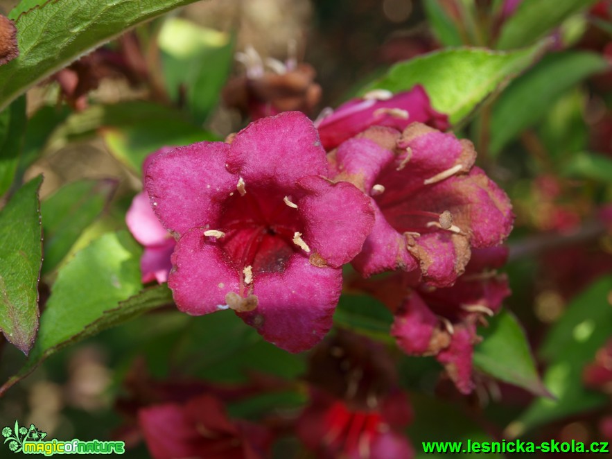 Weigelie křížená - Weigelia x hybrida ´Eva Supreme´ - Foto David Hlinka