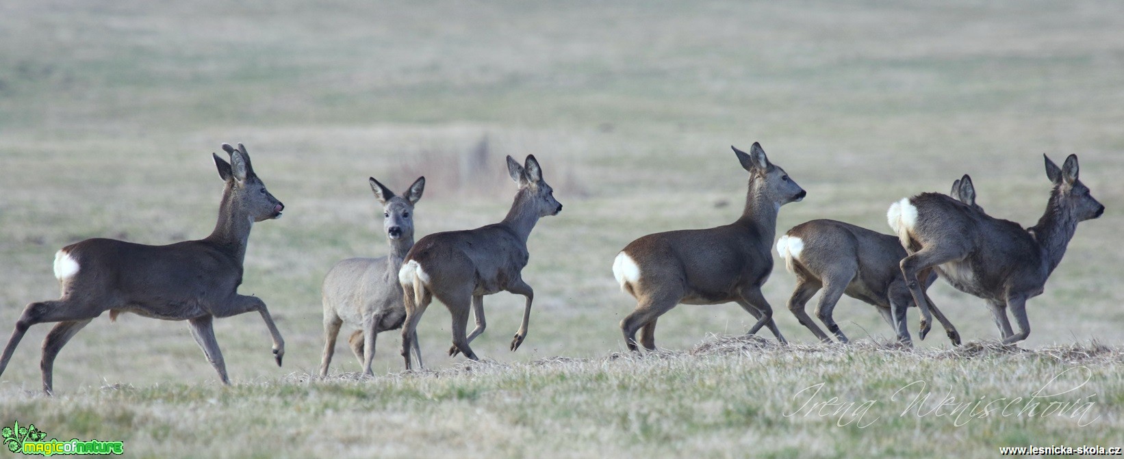 Srnec obecný - Capreolus capreolus - Foto Irena Wenischová (10)