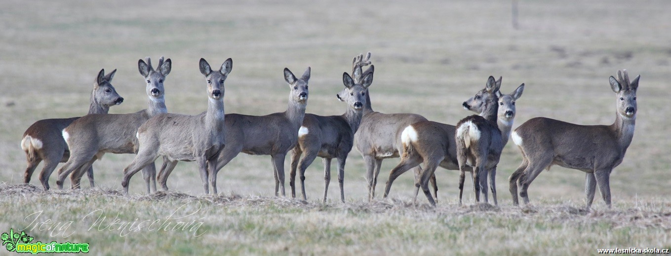 Srnec obecný - Capreolus capreolus - Foto Irena Wenischová (11)