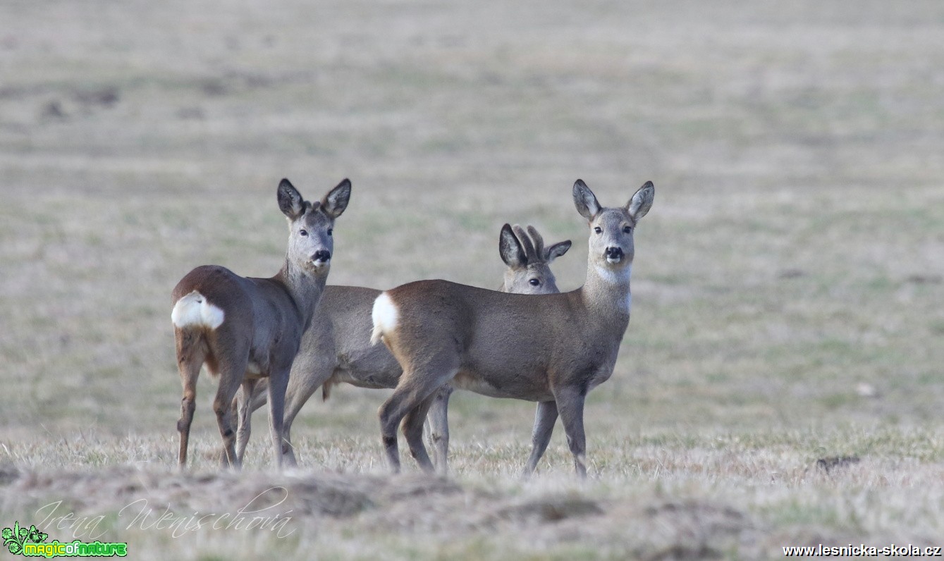 Srnec obecný - Capreolus capreolus - Foto Irena Wenischová (13)