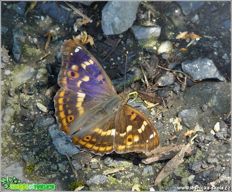 Batolec červený - Apatura ilia - Foto Monika Suržinová