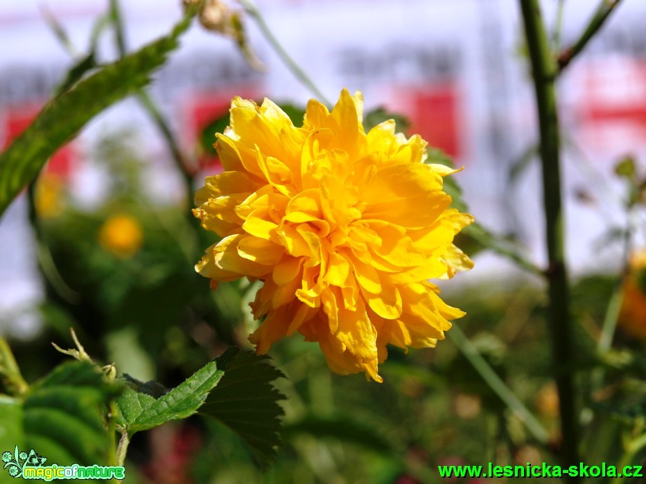 Zákula japonská - Kerria japonica ´Pleniflora´ - Foto David Hlinka (1)