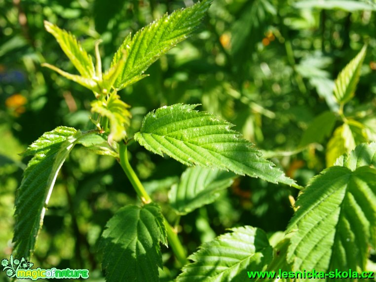 Zákula japonská - Kerria japonica ´Pleniflora´ - Foto David Hlinka (2)