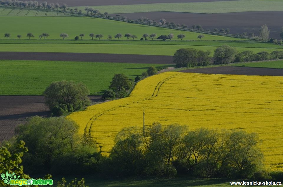 Zemědělská krajina - Foto Marie Vykydalová