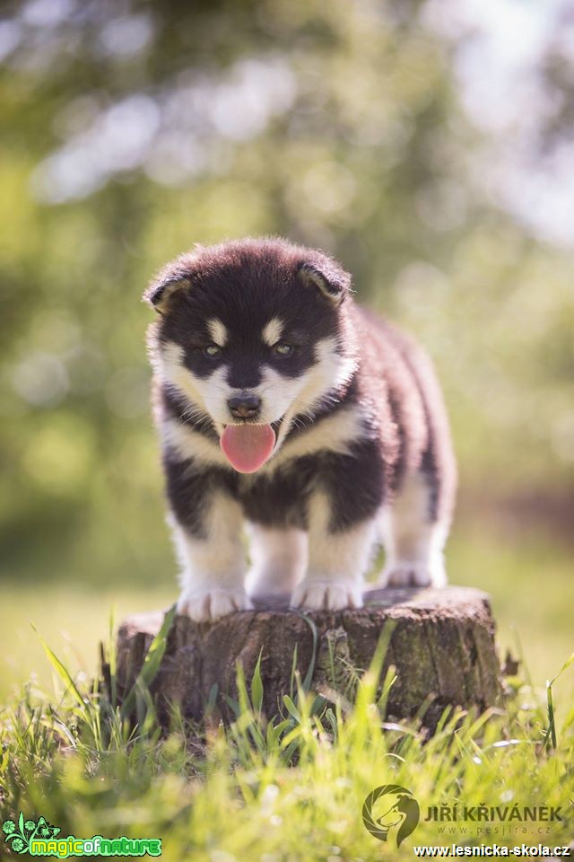 Štěněcí focení - Foto Jiří Křivánek (2)