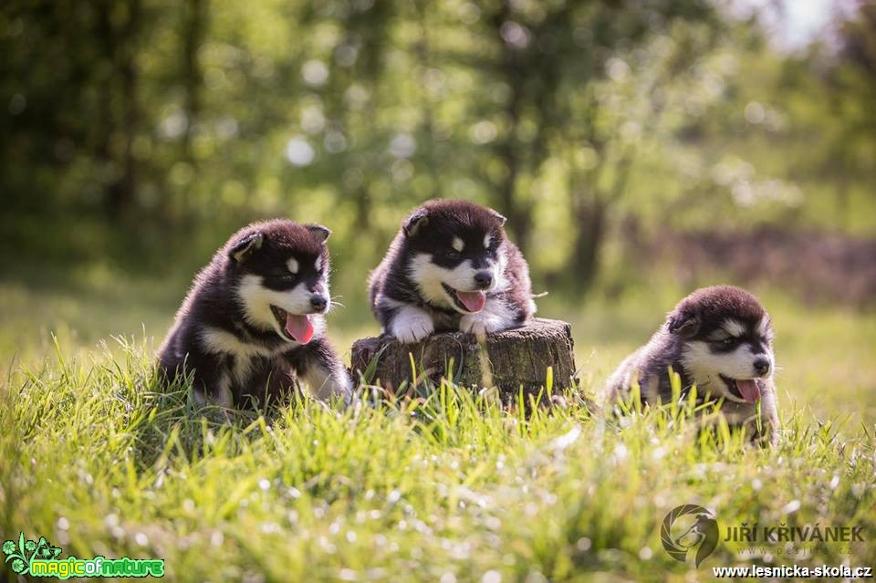 Štěněcí focení - Foto Jiří Křivánek (3)