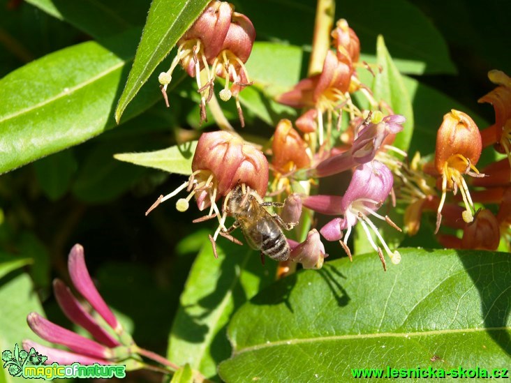 Zimolez Henryův - Lonicera henryi - Foto David Hlinka (2)