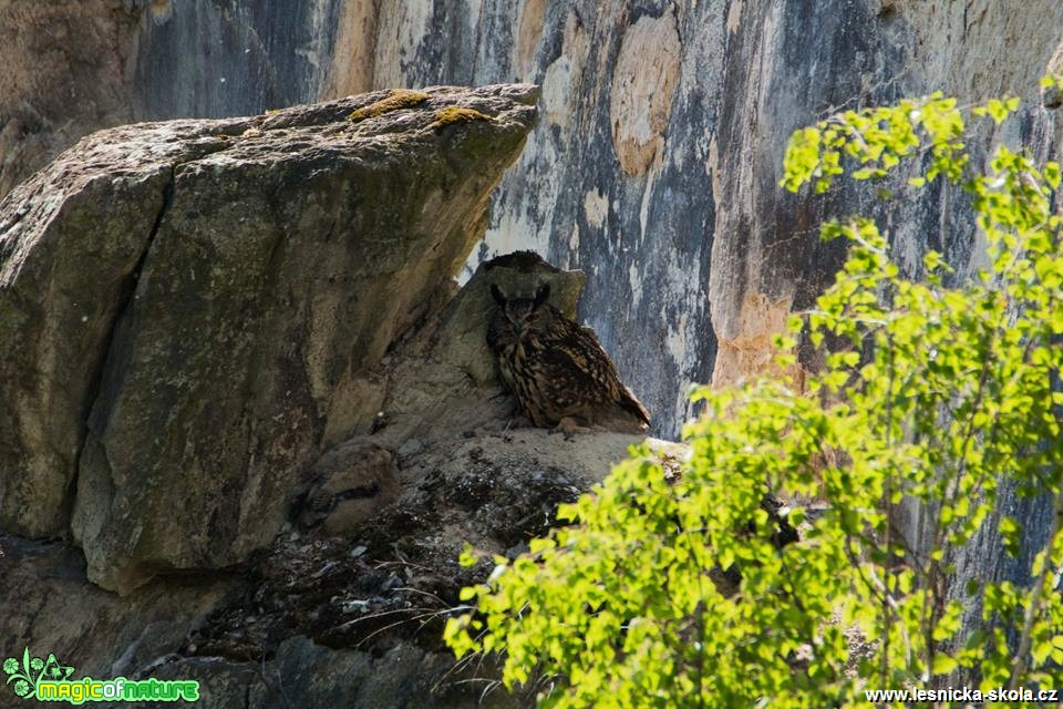 Záběry z výřího hnízda - Foto Lukáš Málek (3)