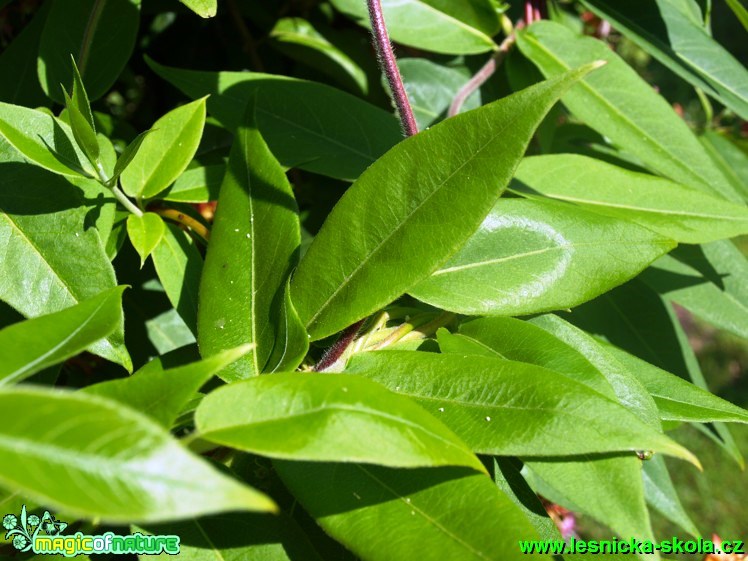 Zimolez Henryův - Lonicera henryi - Foto David Hlinka