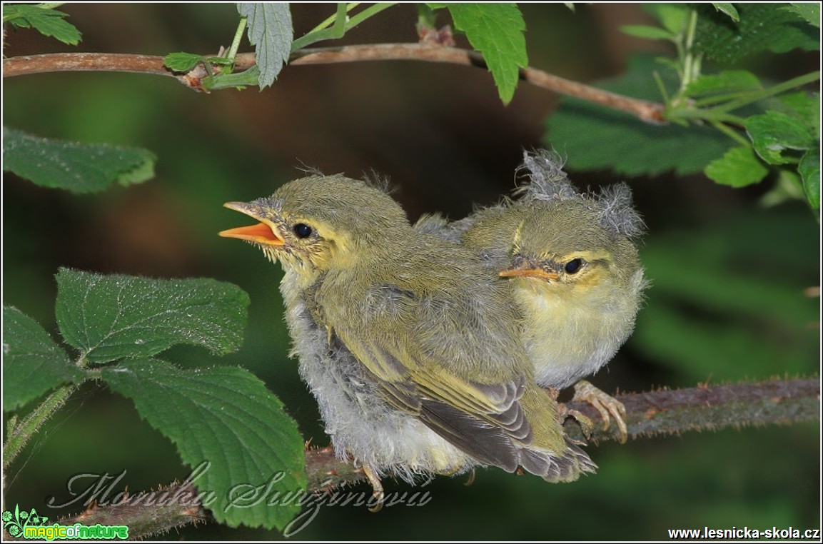 Budníček lesní - Phylloscopus sibilatrix - Foto Monika Suržinová (2)