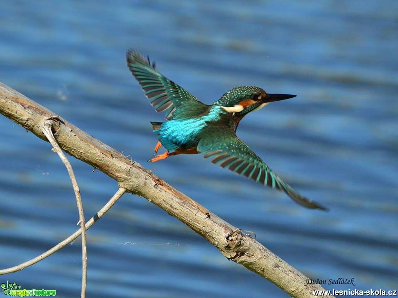 Ledňáček říční - Alcedo atthis - Foto Dušan Sedláček