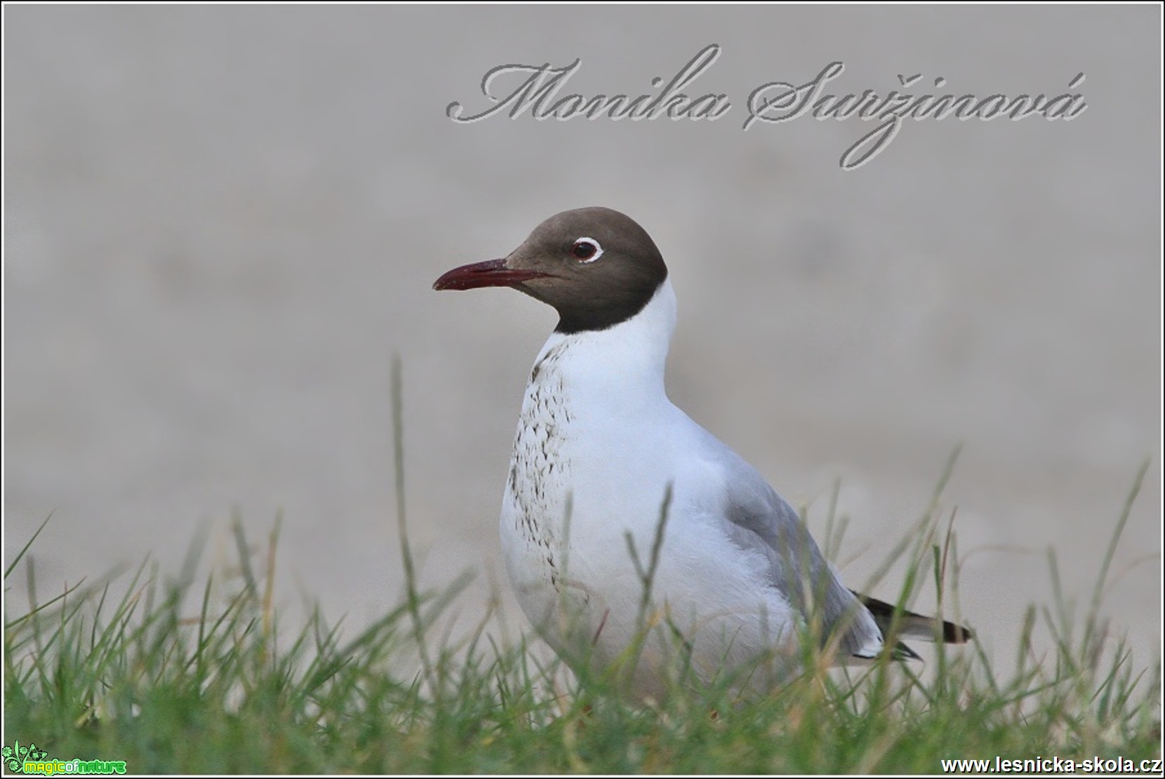 Racek chechtavý - Chroicocephalus ridibundus - Foto Monika Suržinová