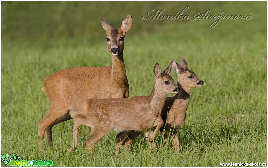 Srnec obecný - Capreolus capreolus - Foto Monika Suržinová (7)