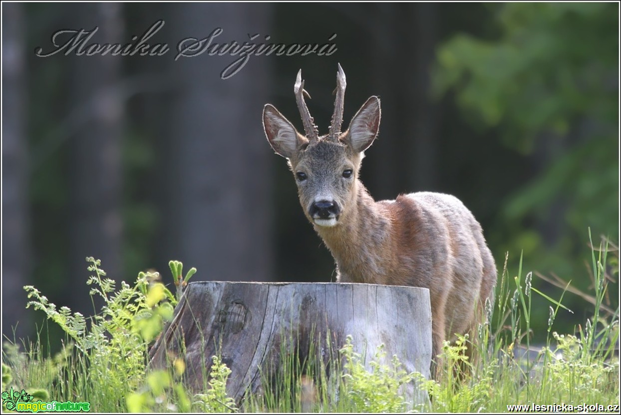 Srnec obecný - Capreolus capreolus - Foto Monika Suržinová (15)