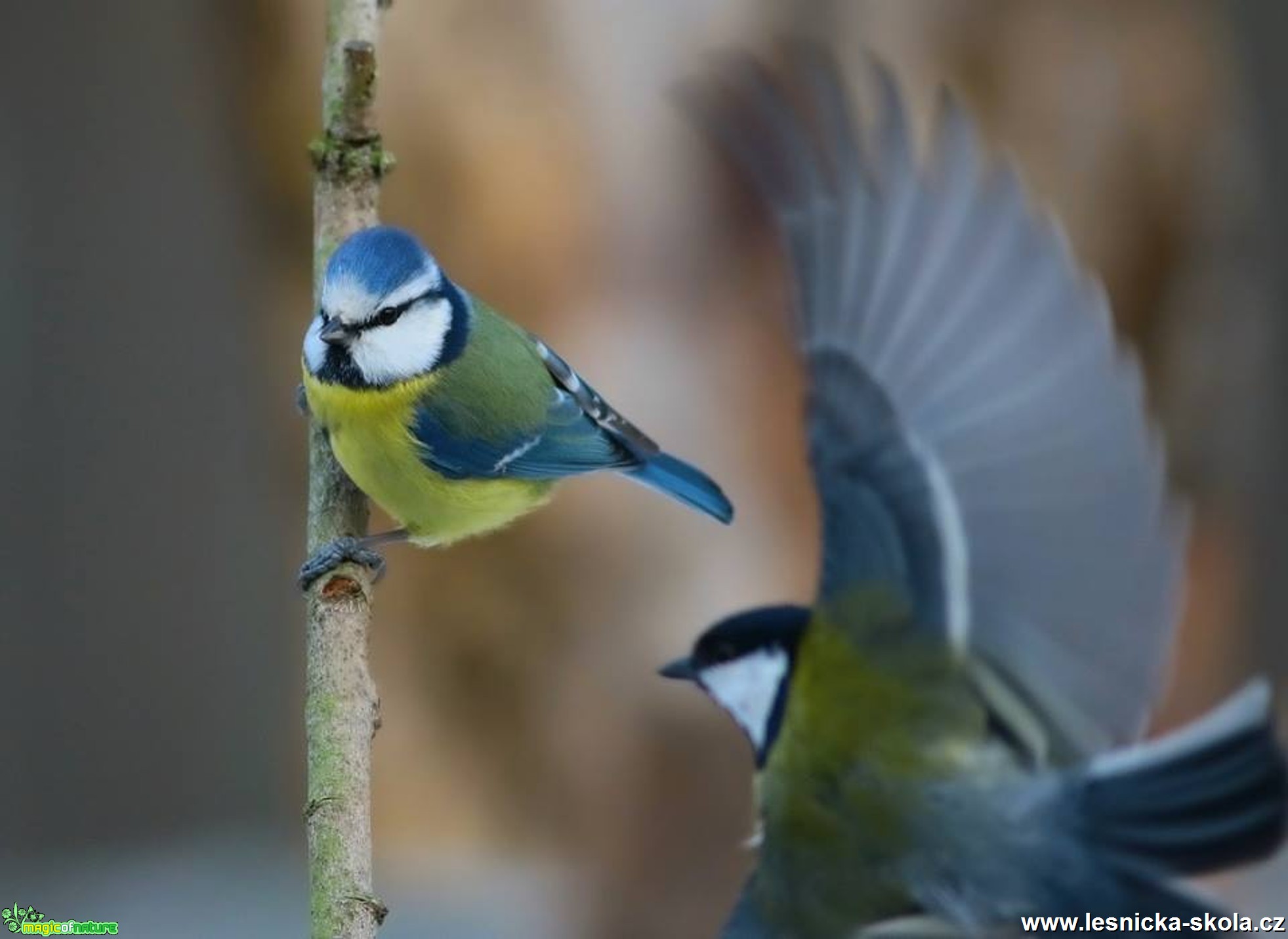 Sýkora modřinka - Parus caeruleus - Foto Pavel Balazka  (1)