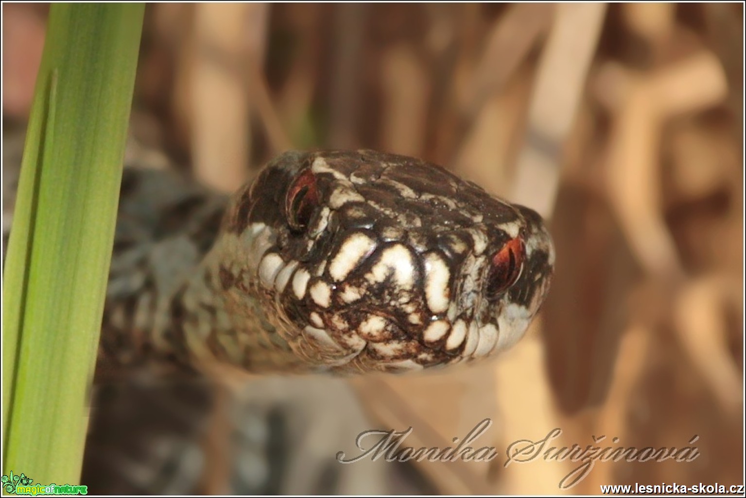 Zmije obecná - Vipera berus - Foto Monika Suržinová (1)