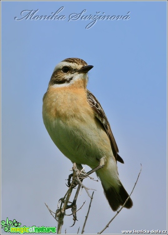 Bramborníček hnědý (samice) - Saxicola rubetra - Foto Monika Suržinová (1)