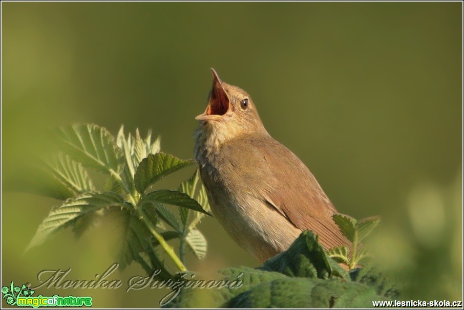 Cvrčilka říční - Locustella fluviatilis - Foto Monika Suržinová (2)