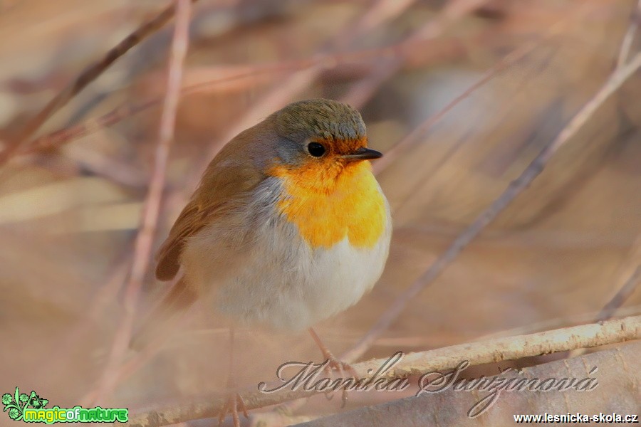 Červenka obecná - Erithacus rubecula - Foto Monika Suržinová