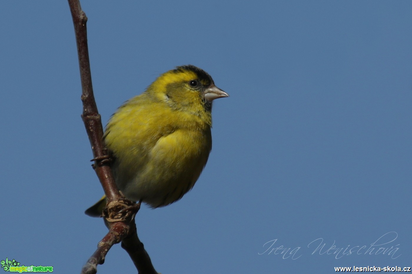 Čížek lesní - Carduelis spinus - Foto Irena Wenischová (2)