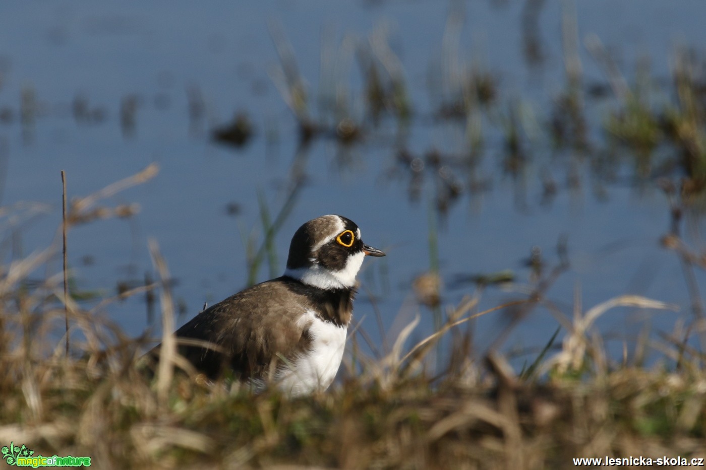 Kulík říční - Charadrius dubius - Foto Irena Wenischová (3)