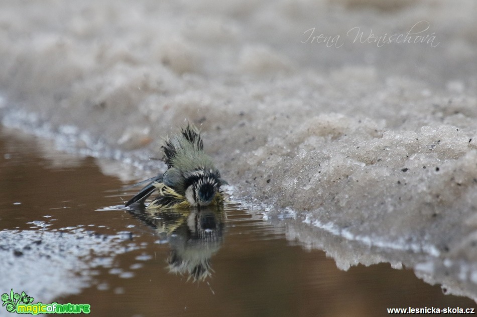 Sýkora modřinka - Cyanistes caeruleus - Foto Irena Wenischová (21)