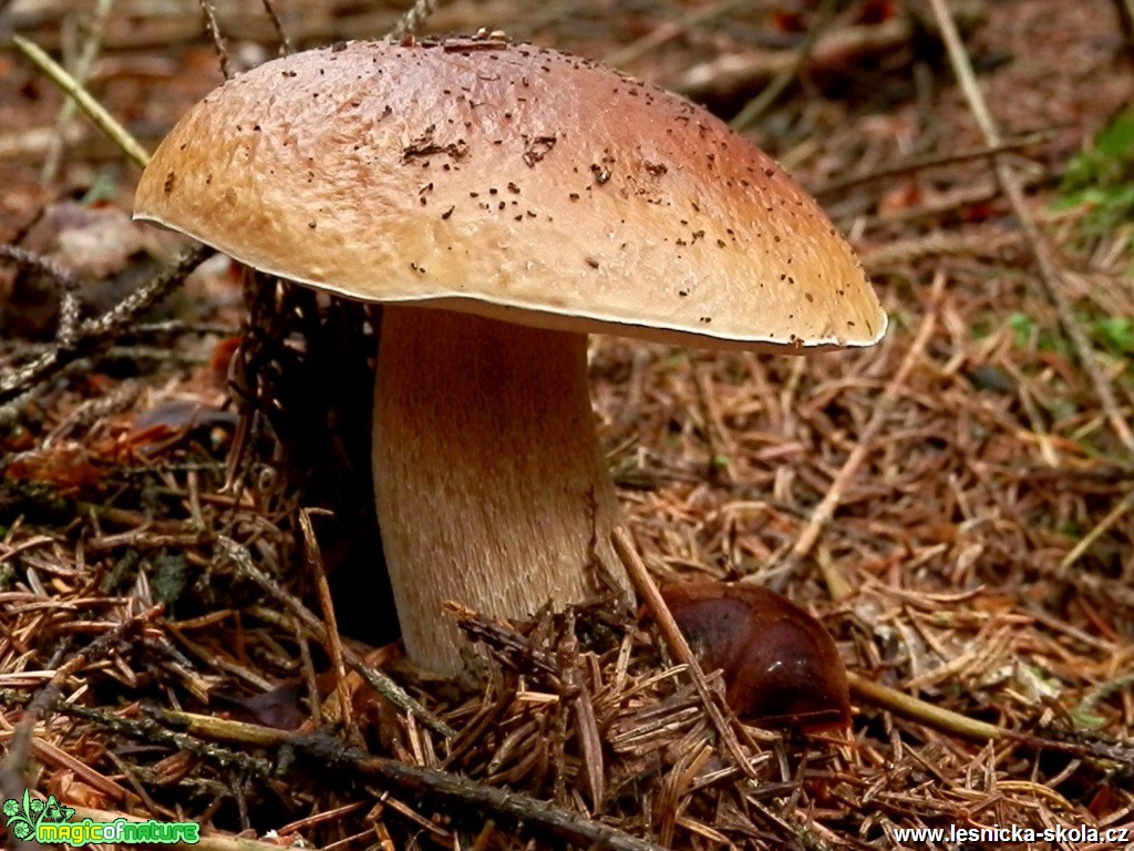 Už rostou - Foto Lída Burešová (1)