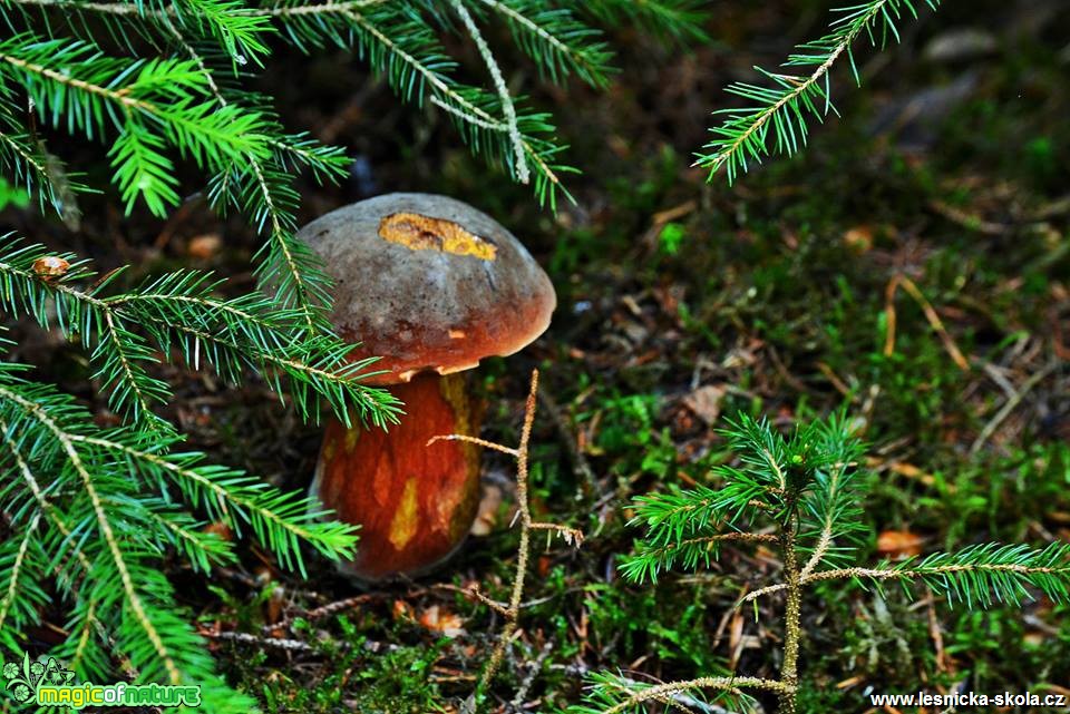 Už rostou - Foto Lída Burešová