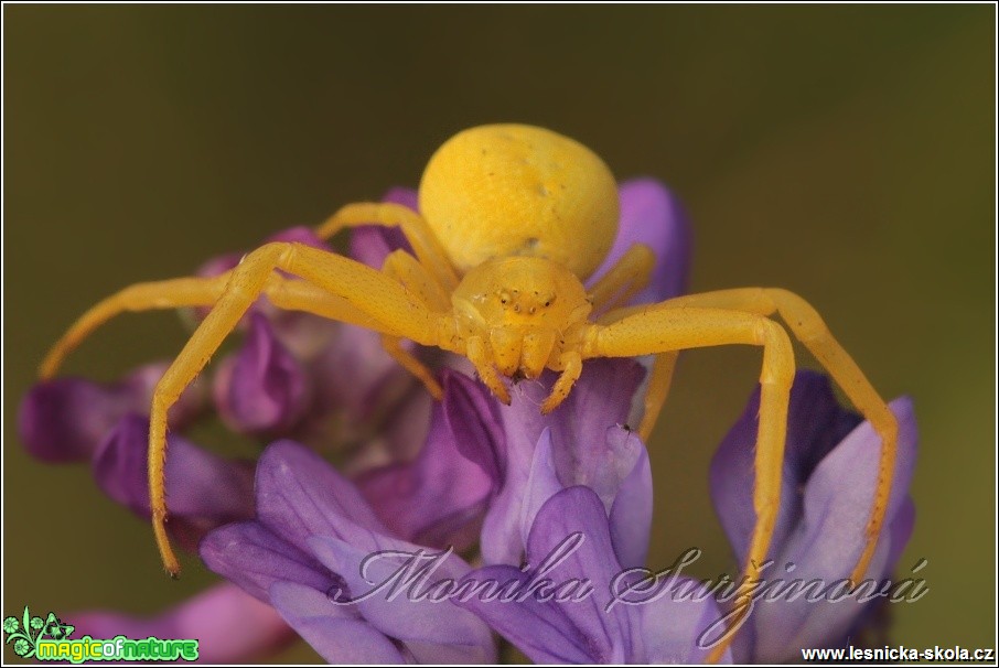 Běžník kopretinový - Misumena vatia - Foto Monika Suržinová