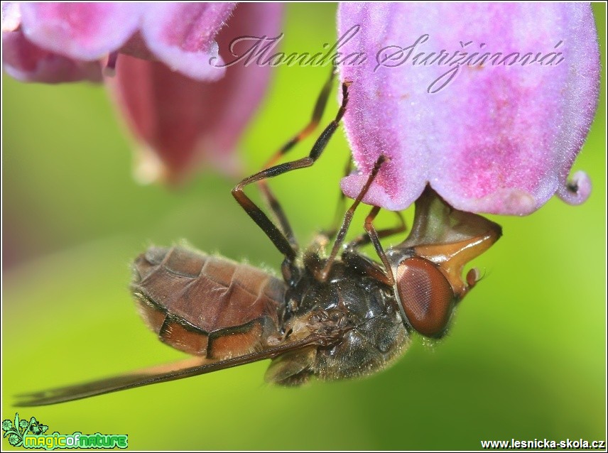 Pestřenka pastvinná - Rhingia campestris - Foto Monika Suržinová