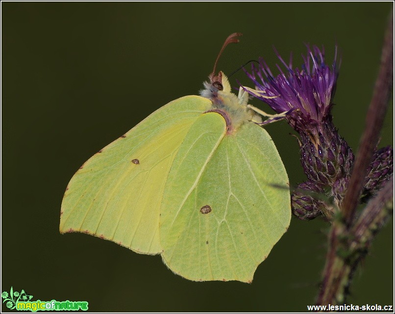 Žluťásek řešetlákový - Gonepteryx rhamni - Foto Monika Suržinová